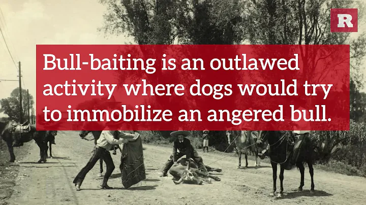 12 Fun Facts About the American Bulldog | Rare Animals