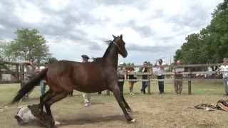 Doma Natural - #CaballosDelViento ARGENTINA