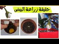 زراعة البيض حقيقة أم خدعة زراعة البيض حقيقة أم خدعة
