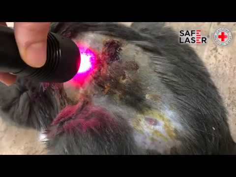 Videó: Bőrfertőzések és A Bőrszín Rendellenességeinek Elvesztése Macskáknál