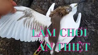 Download BẨy CÒ - Làm Chơi Mà Ăn Thiệt - Bá Nguyễn Vlogs Video MP3 BẨy CÒ - Làm Chơi Mà Ăn Thiệt - Bá Nguyễn Vlogs