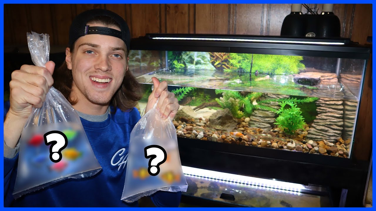 Adding FISH To My New TURTLE TANK! - YouTube