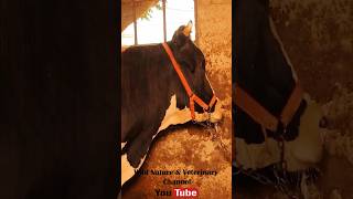 Swallow Nest in a Cow Barn | Parents Feeding Chicks | Wildlife Bird Behavior