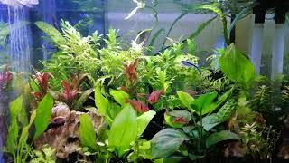 20 liter planted aquarium