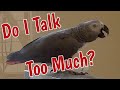 Do I Talk Too Much?