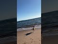Dog at the beach #dog #puppy #labrador #pitbull