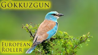 Gökkuzgun European Roller Coracias Garrulus Nikon D500 Kızılırmak Deltası Bafra Samsun