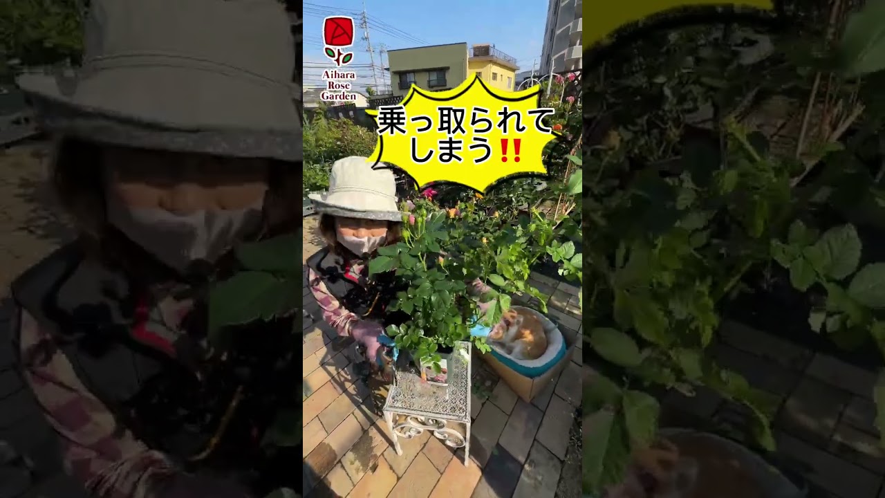 ノイバラの台木が出てきたら #shorts #ショート #相原バラ園 #バラ栽培