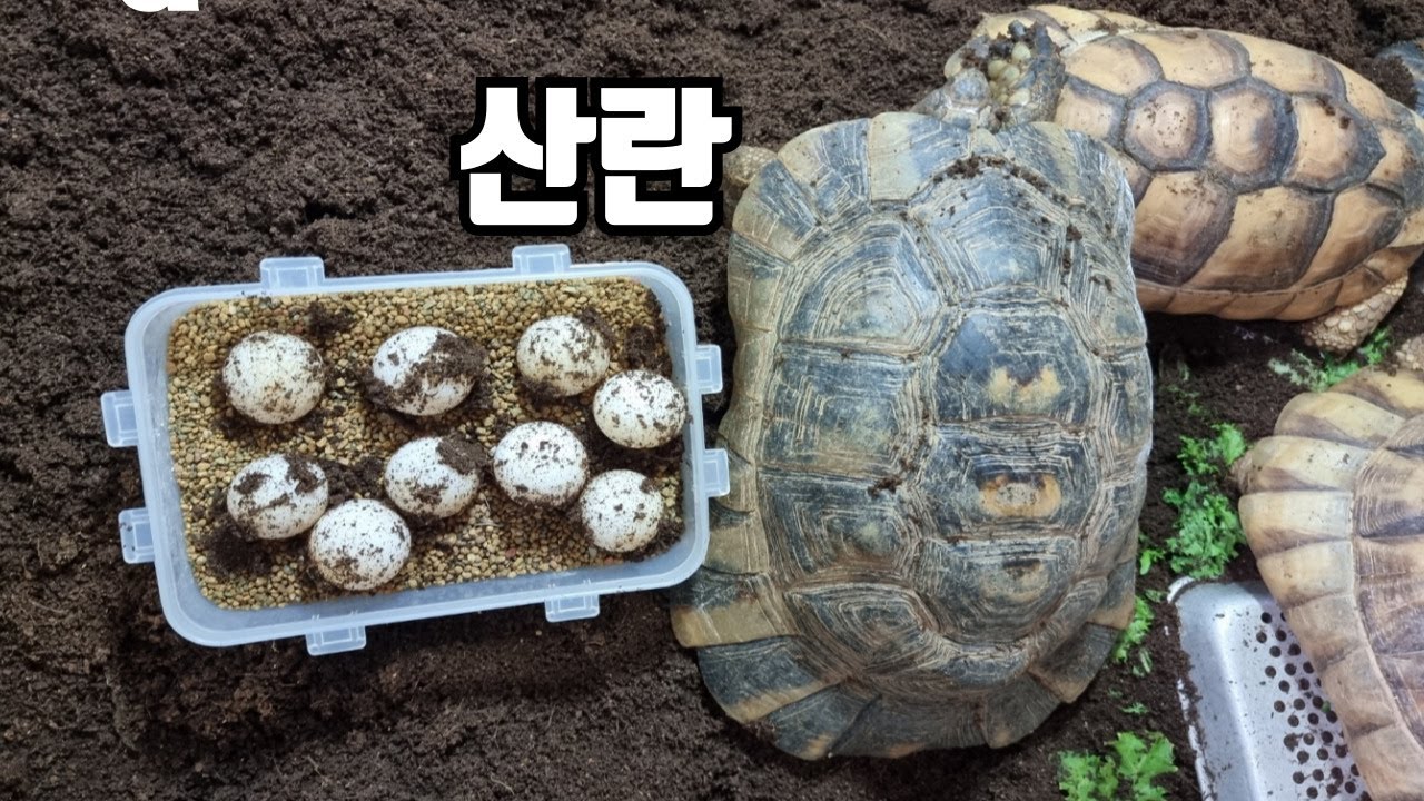 이틀만에 육지거북알 23개를 받았습니다. 이건 기록이네요 - YouTube