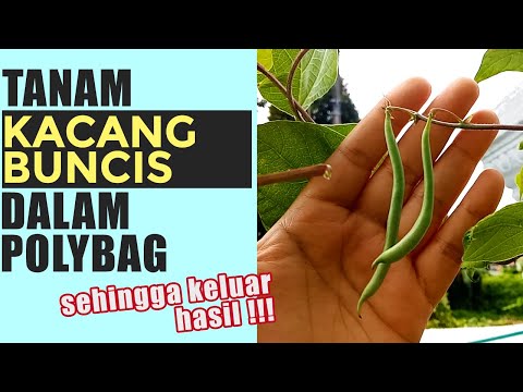 Video: Bolehkah Anda Menanam Chickpeas: Ketahui Mengenai Penjagaan Kacang Garbanzo Di Taman