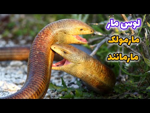 لوس مار مارمولکهای مار مانند پیتیلوس لوسی کندفیل مارمولک شیشه ای