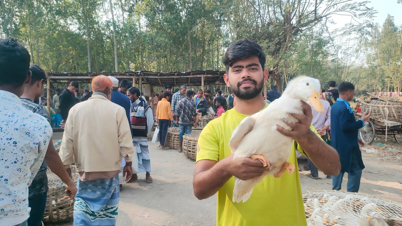 দেশি হাঁস ও বেলজিয়াম হাঁস খুচরা ও পাইকারি দামের ধারণা নিন ।