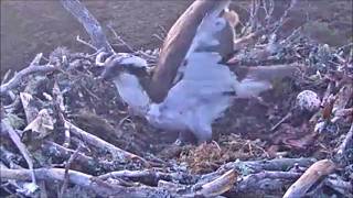 05 May 26 0445Hr Klive Arrives, Soon Destroys Egg Rspb Lochgartenwildlifewindows