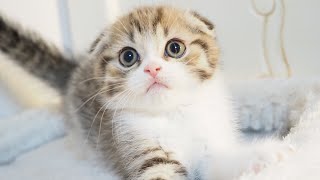 Scottish Fold Male with Brown Ticked Tabby & White(a.k.a Nishiki)