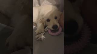 Watch What Happens When a Puppy Gets a New Toy!
Watch this **short video** of an adorable puppys first experience with a new toy! a heartwarming and playful moment. Enjoy the pure canine bliss!
Connect With Me:Instagram: @planetpearllivingShop: https://felt.co.nz/shop/planetpearl Watch What Happens When a Puppy Gets a New Toy!