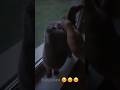 #catvideos #cats #кот #cat #україна
