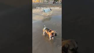 приключения продолжаются/где-то в Италии