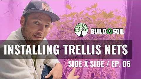 BuildASoil: PLANT TRAINING // INSTALLING TRELLIS NETTING // CANOPY MANAGEMENT (Episode 06)