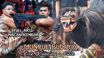 Full Aksi Macan Kembar Seni Barong Muncul Budoyo Mberan Lor Live Kluncing - Licin 