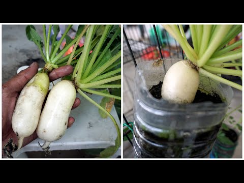 Video: Bagaimana Cara Menanam Daikon?