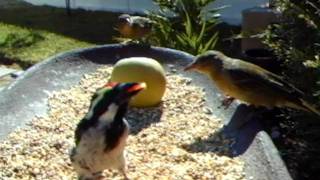 WSBC0131.AVI