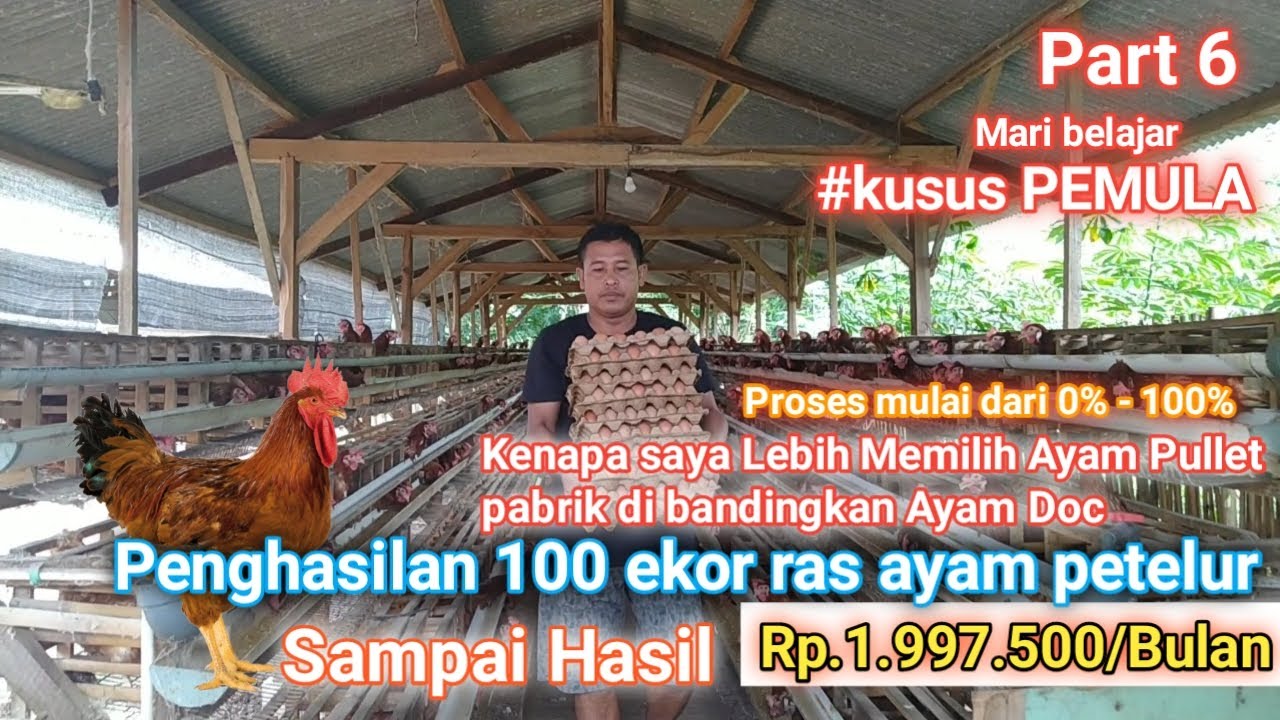 Gambar Ayam Petelur