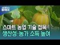 수경재배로 참외 수확량 43%↑...지역 특화작목 주목 / YTN 사이언스