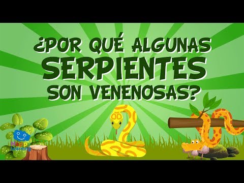 Video: ¿Por qué las serpientes se enrollan entre sí?