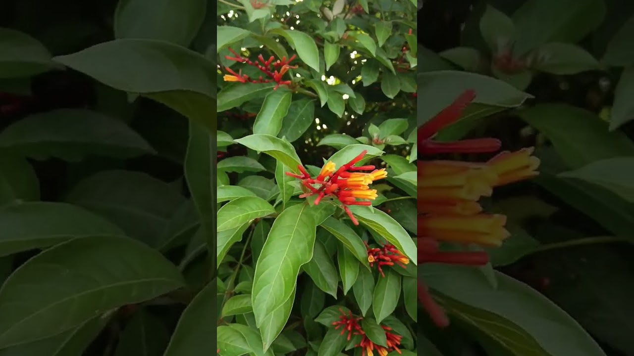 Hamelia plant care tips