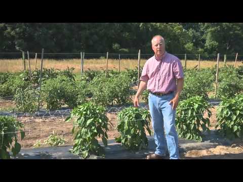 Video: Å Plante Pepperplanter I åpen Mark