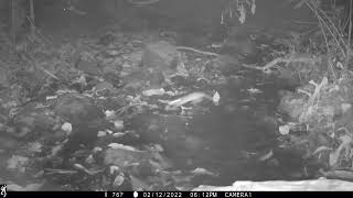 Tomes Spiny Rat Captured Jumping Across A Creek In Drake Bay, Costa Rica February 12, 2022