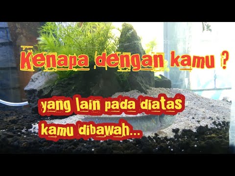 arwana malas renang dan susah makan - youtube