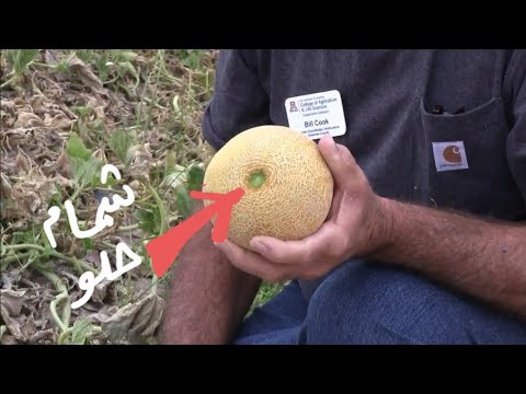 فيديو: حصاد الشمام: كيفية اختيار الشمام
