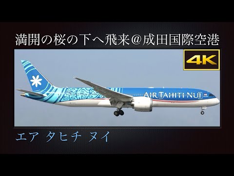 4K 成田市さくらの山より、満開の桜の下へ飛来する Boeing 787-9