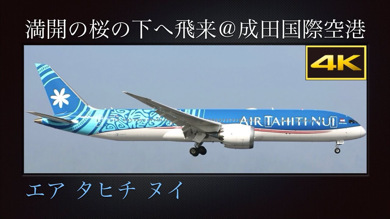 4K 成田市さくらの山より、満開の桜の下へ飛来する Boeing 787-9