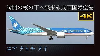 4K 成田市さくらの山より、満開の桜の下へ飛来する Boeing 787-9