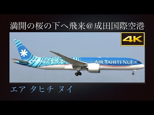 4K 成田市さくらの山より、満開の桜の下へ飛来する Boeing 787-9