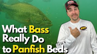 Watch How Bass REALLY Attack Panfish Beds - Underwater Footage