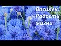 Василек.  Радость жизни