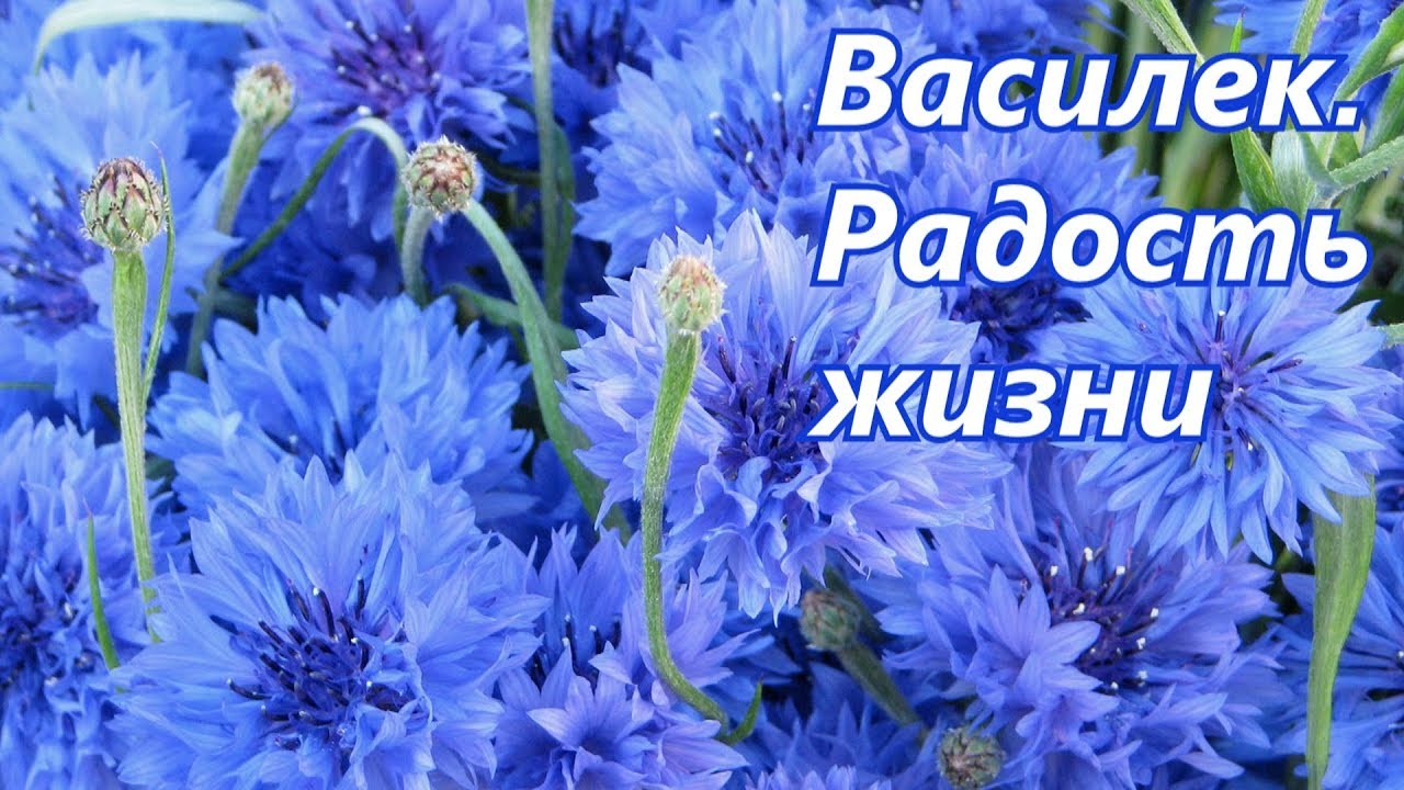 Имя василек. Васильки. С днем рождения васильки. Васильки букет. Васильки открытки.