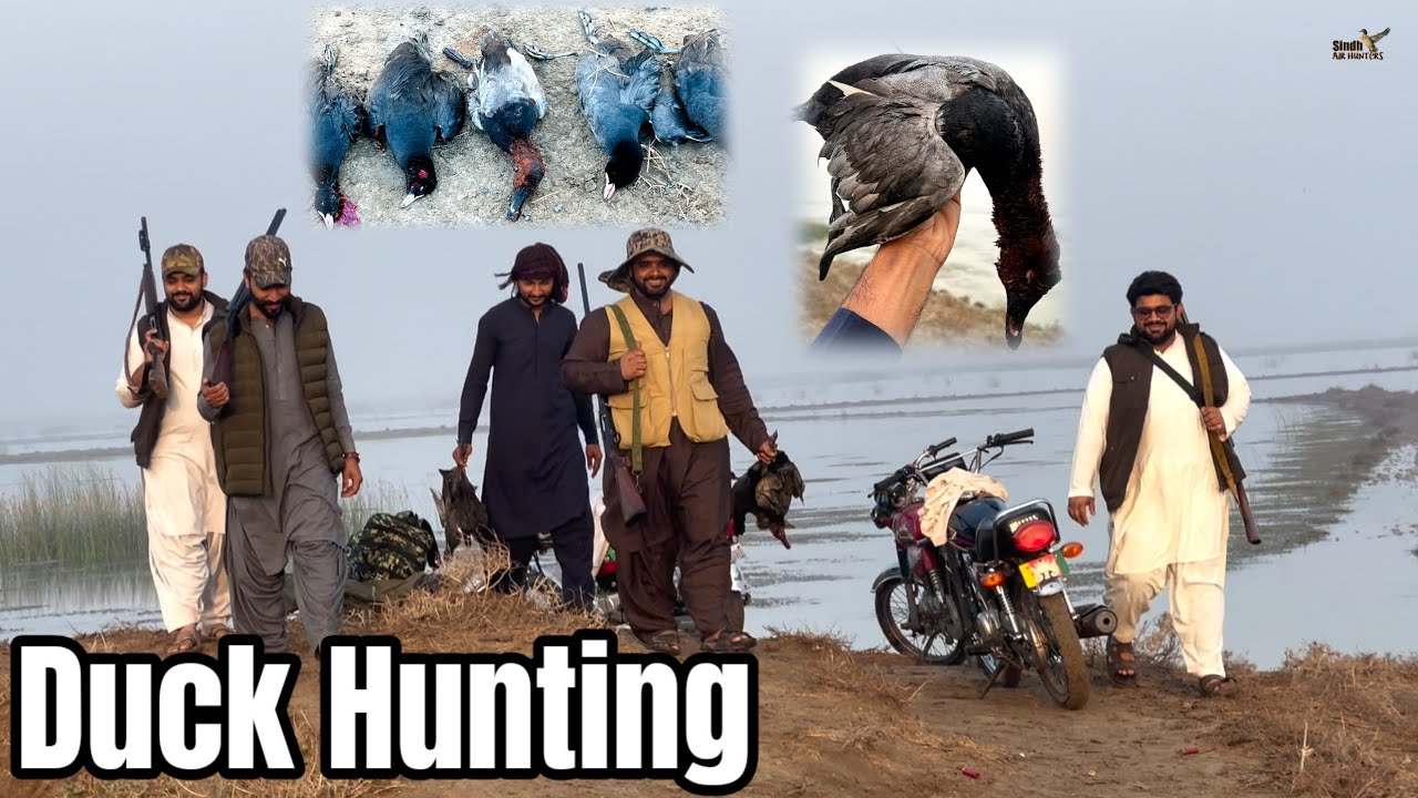 Waterfowl hunting in Sindh | Redhead & American Coot hunting