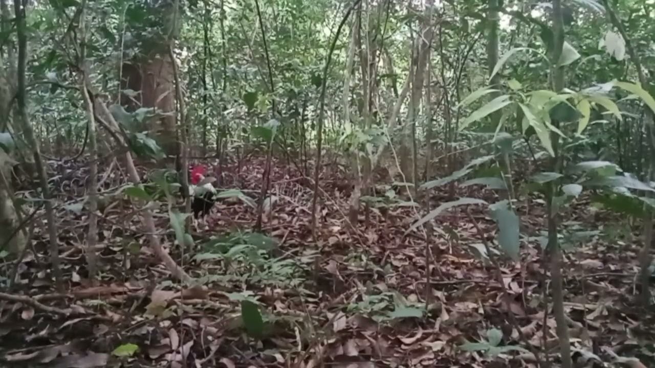 Ikalawang balik na natin Dito guys,dahil nalapit ang labuyo sa ating pangati