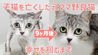 Rescued Stray Mom Cat Complete Different in 9 Months by サウナ猫しきじ 16,811 views 4 months ago 27 minutes