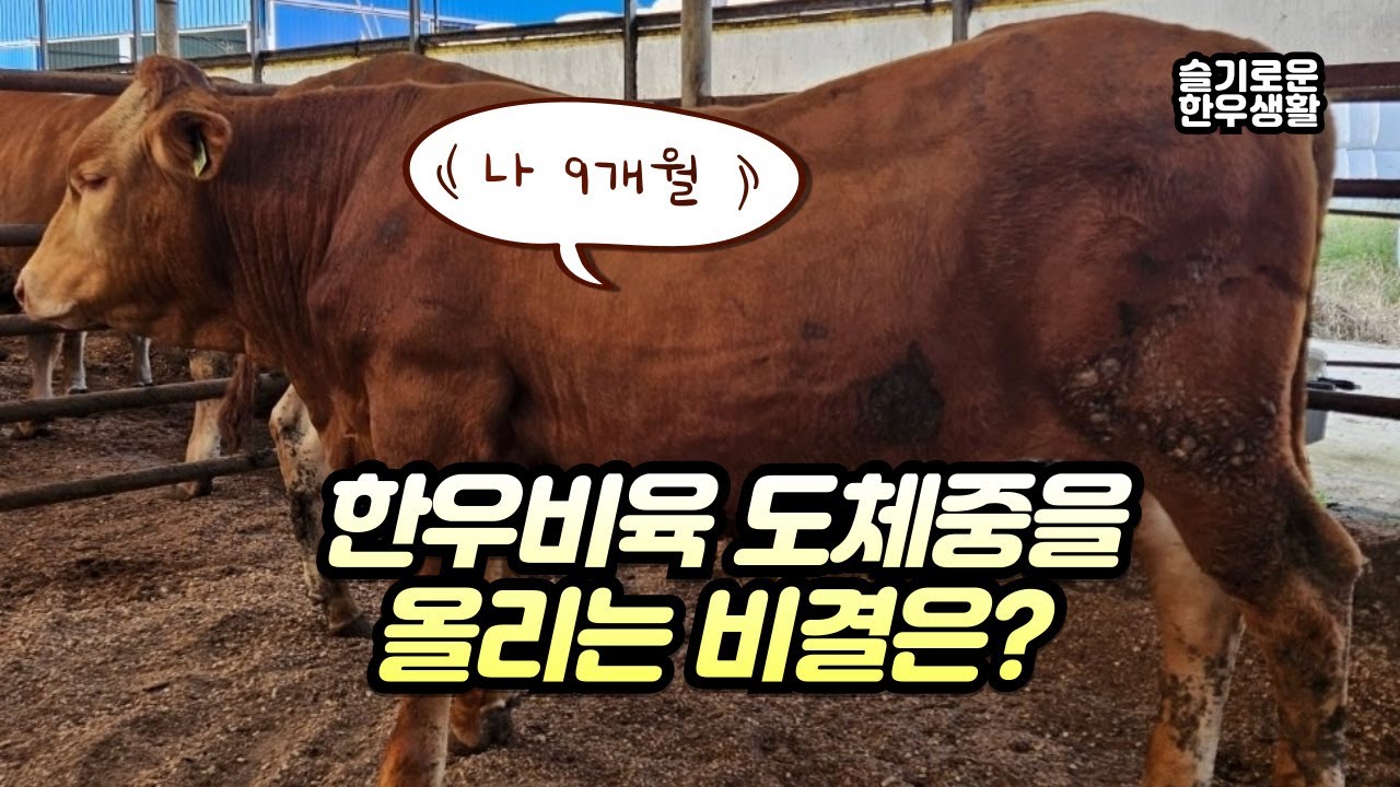 한우비육 도체중을 올리면서 비육기간을 늘리는 비법은?