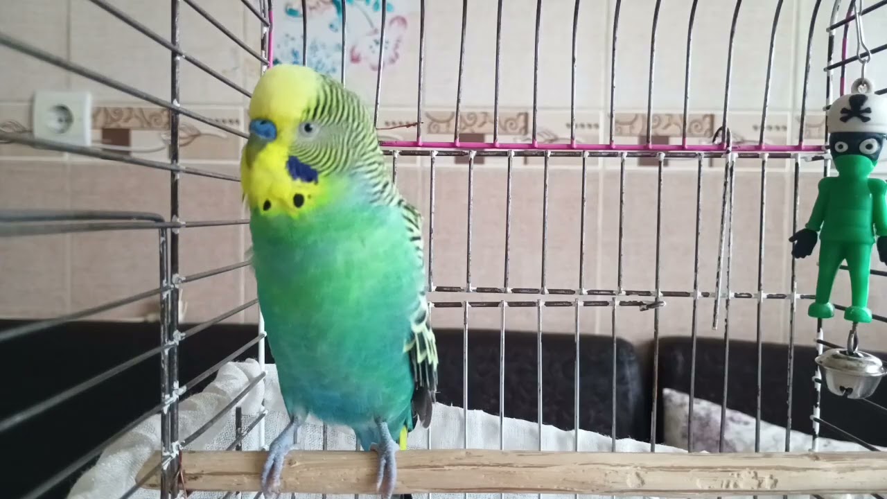 Muhabbet Kuşları Buna Dayanamıyor! 🐦 | 2 Saatlik Doğal Kuş Sesleri , Muhabbet kuşu sesi