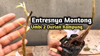 Memperbaiki Kualitas Pohon Durian, Sambung Pucuk Durian Montong