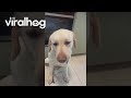 Dog Takes Banana But Leaves Pill Behind || ViralHog