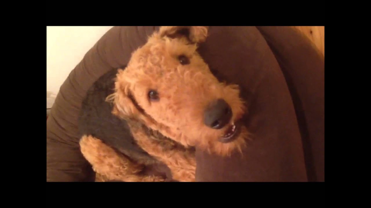 Airedale Talk