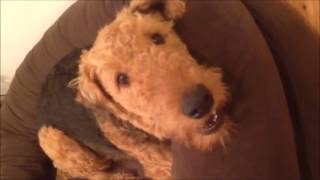 Airedale Talk