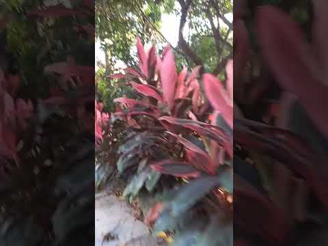 when plants takeover the way